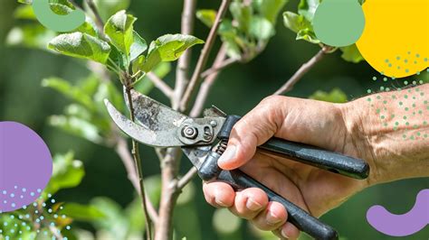 Pruning Fruit Trees and Bushes .